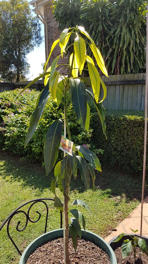 Forum: Pruning mango tree