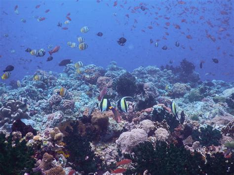 A Guide to Scuba Diving in Anilao, Batangas [Updated February 2020]