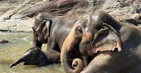 Chiang Mai Waterfall Elephant Sanctuary And Rafting Tour Chiang Mai