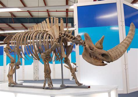 Woolly Rhino | Extinct Animals