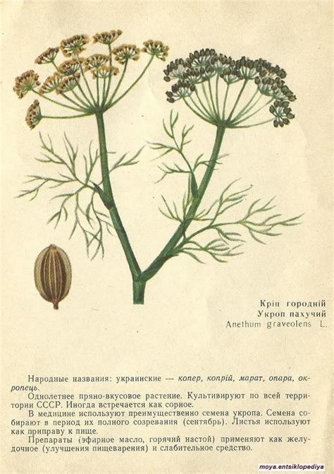 Pin on ЛЕКАРСТВЕННЫЕ РАСТЕНИЯ
