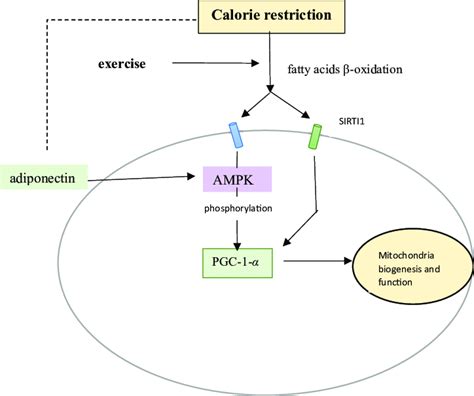 Ampk And Sirt Activation By Calorie Restriction Or Exercise Enhance