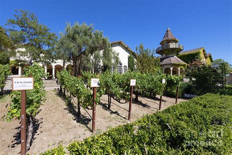 Sonoma California Wine Country Chateau St Jean Winery R3048 Photograph