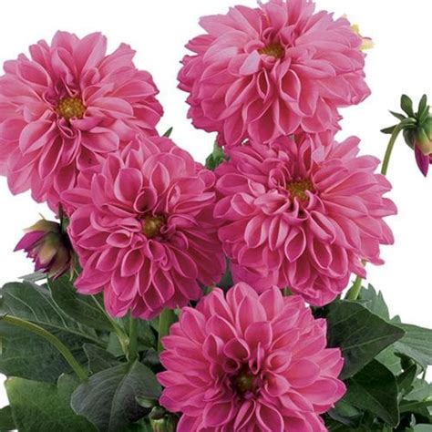 Lisa Dark Pink Dahlia Plant Library Pahls Market Apple Valley Mn