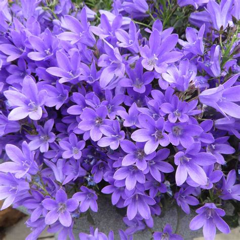 Teppich Glockenblume Campanula Portenschlagiana Blau