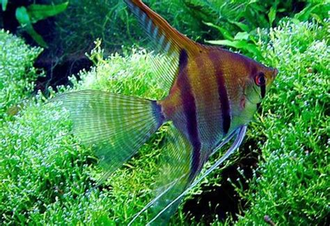 Will Angelfish Devour Adult Guppies? Unveiling The Predatory Tendencies