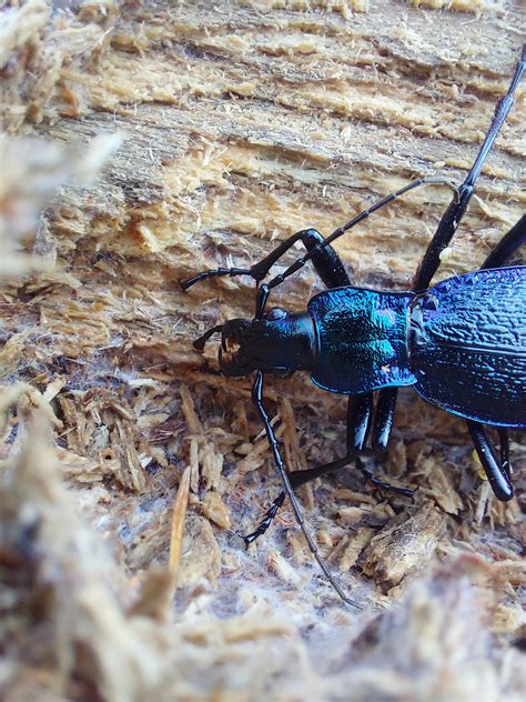 Carabus intricatus found in the woods! : r/Beetles