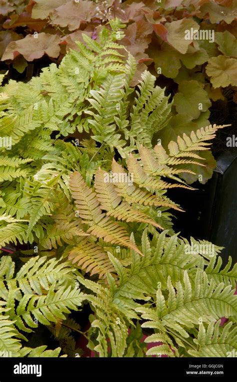 Dryopteris Erythrosora Brilliance Miw250311 Stock Photo Alamy