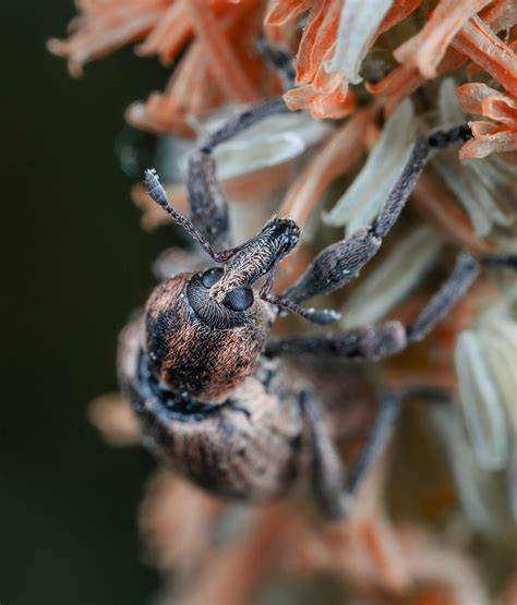 Close-Up Shot of a Tarantula · Free Stock Photo