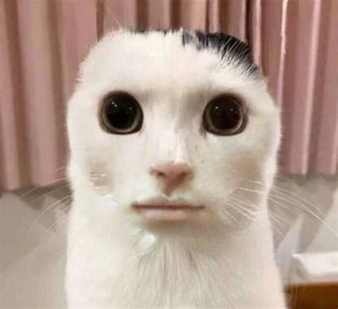 Humanoid Cat Alien Cat Know Your Meme