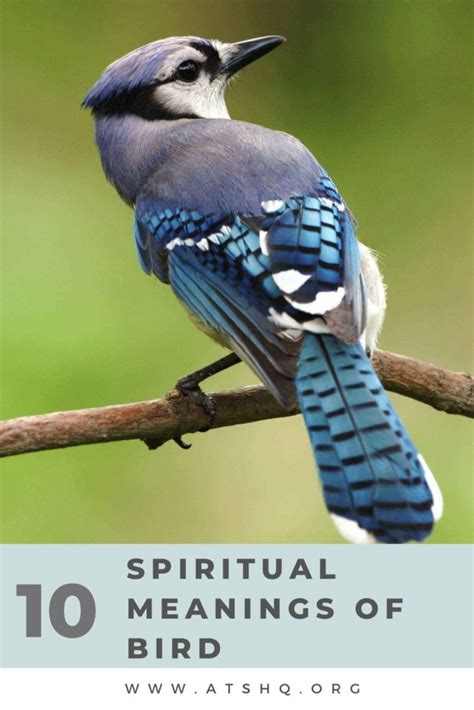 Bird Symbolism Spiritual Meanings Of Bird