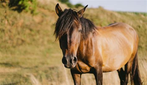 Understanding Equine Behavior Health And Wellness Implications