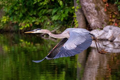 Great Blue Heron - Splash