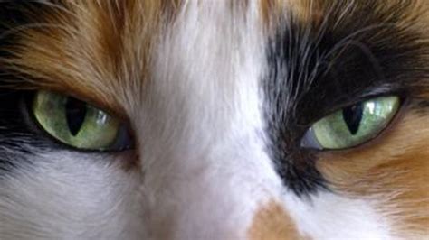 Horners Syndrome And Dilated Pupils In Cats Pets