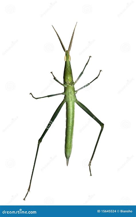 Long Headed Grasshopper Stock Photo Image Of Entomologist 15645524