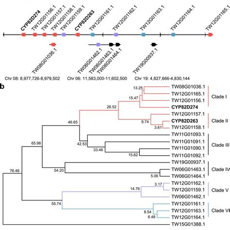 Chromosomal Localization And Evolutionary Analysis Of The CYP82D