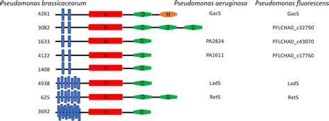 Schematic Representation Of The Conserved Domains Of Each Hybrid Sensor