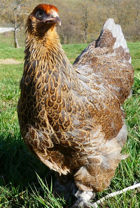 Brahma Perdrix U La Ferme De Franck Et Blandine Locavor Fr