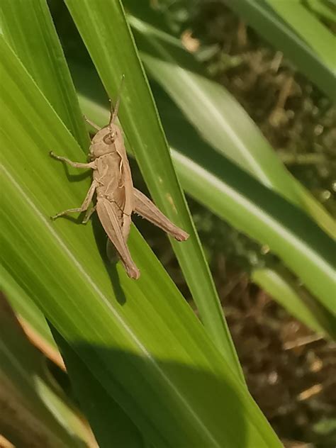 kleiner Grashüpfer Feldheuschrecke unbestimmt Acrididae Flickr