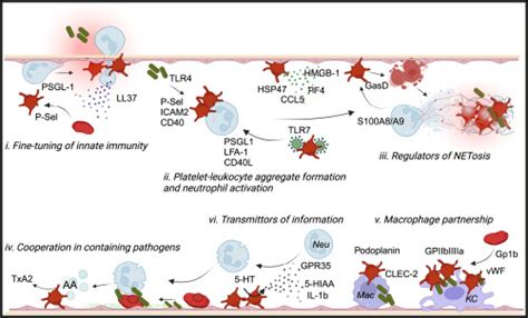 Platelets Orchestrators Of Immunity In Host Defense And Beyond Immunity