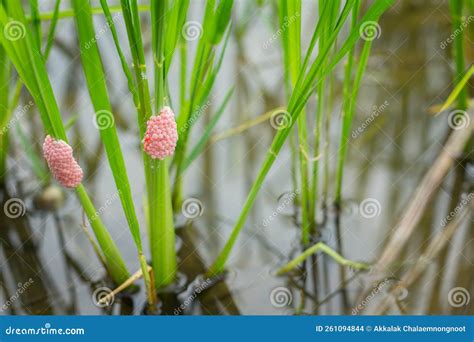 Egg Mass Of Golden Apple Snail In Rice Paddy Field Stock Photo Image