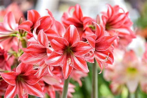 Indoor Potted Amaryllis Plantscapers