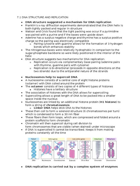 Nucleic Acids Notes Pdf Ribosome Dna Replication