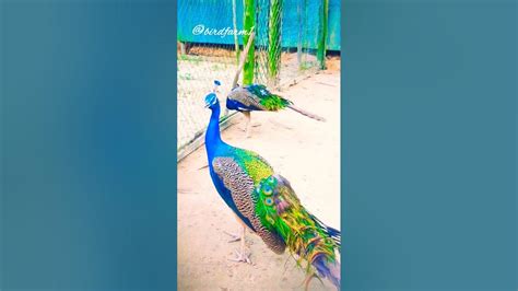 কি সুন্দর ময়ূর দেখুন Shorts Peacock Youtube