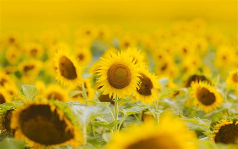 Download Wallpaper 3840x2400 Sunflowers Flowers Field Plant Yellow