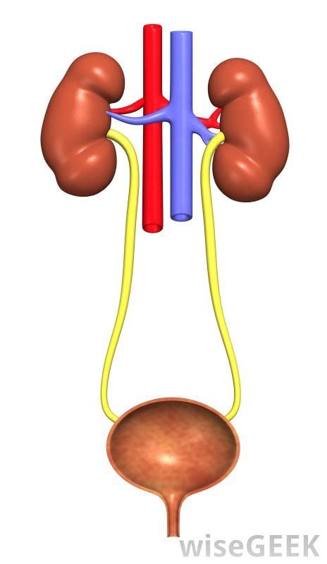 Vocabulary 14 Excretory System Diagram Quizlet