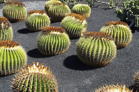 Kostenlose foto Natur Kaktus Blume würzen produzieren Botanik