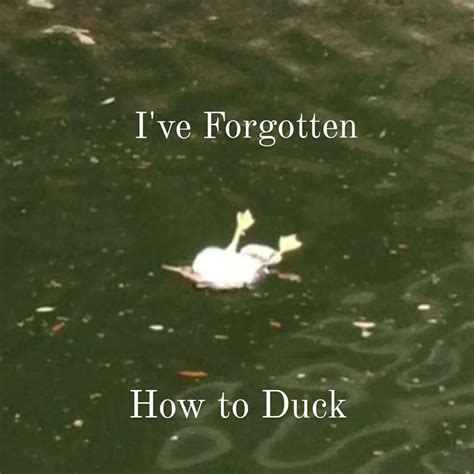 Why You Should Have A Duck On Twitter Help Me