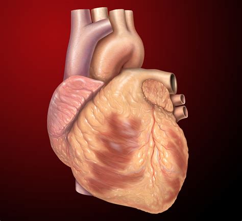 Can Cancer Occur In The Heart My Qa Corner