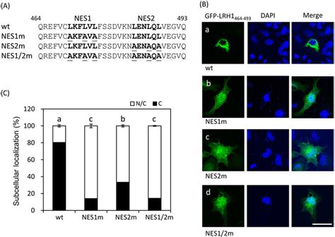 Identification Of The Conserved And Active Nes In Lrh 1 A Sequence Of