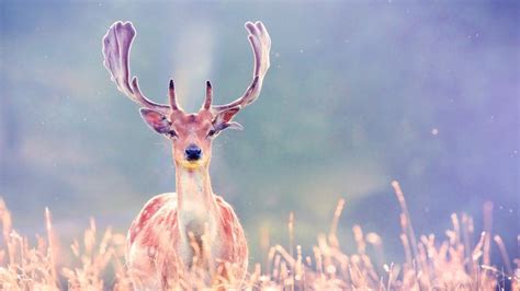 Deer antlers wallpaper | animals | Wallpaper Better