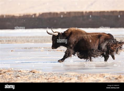 Wild yak (Bos mutus) running on snow, Qinghai, China, December Stock ...