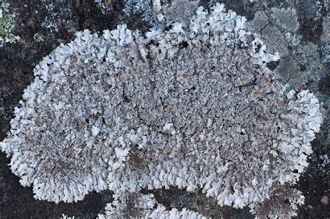 Consortium Of Lichen Herbaria Image Details