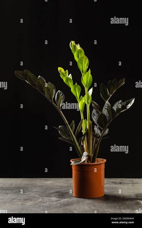 The New Light Green Leaves Of Black Zamioculcas Zamiifolia Raven