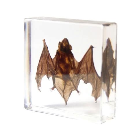 Chauve Souris Taxidermie SpéCimens de Chauve Souris SpéCimen Animal en