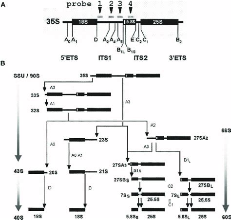 Processing Of Pre Rrna In S Cerevisiae A Structure Of The 35s