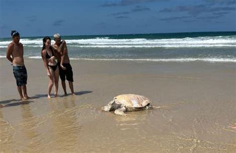 Tartaruga é encontrada morta em praia de Florianópolis Santa Catarina