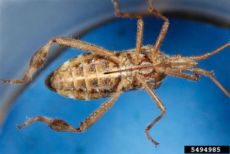 Western Conifer Seed Bug Leptoglossus Occidentalis