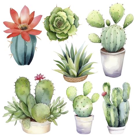 Ilustraci N De Acuarela De Cactus Elementos De Estampados Suculentos Y