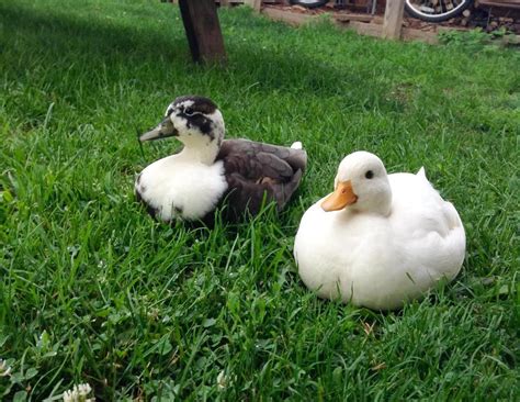 The Call duck: breed guide — Raising Ducks