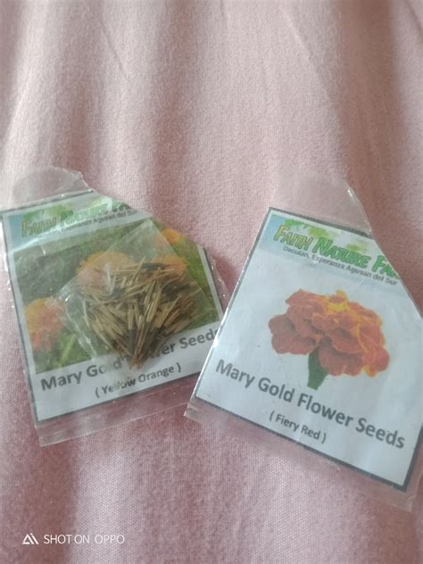 Marigold seeds, Furniture & Home Living, Gardening, Plants & Seeds on ...