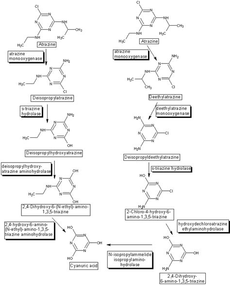 Atrazine Degradation Graphical Pathway Map