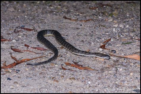 Dog Faced Water Snake Cerberus Rynchops Edwin Tan Flickr