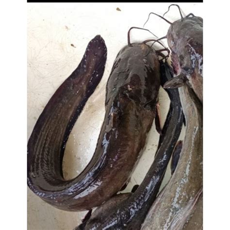 Jual Ikan Sembilang Fresh 1kg Shopee Indonesia