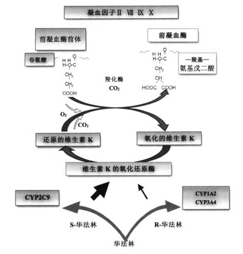 华法林天天用，这 7 个知识点必须掌握！ - 丁香园