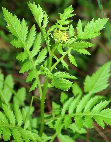 Rorippa Palustris Brassicaceae Yellow Marsh Cress Save Our
